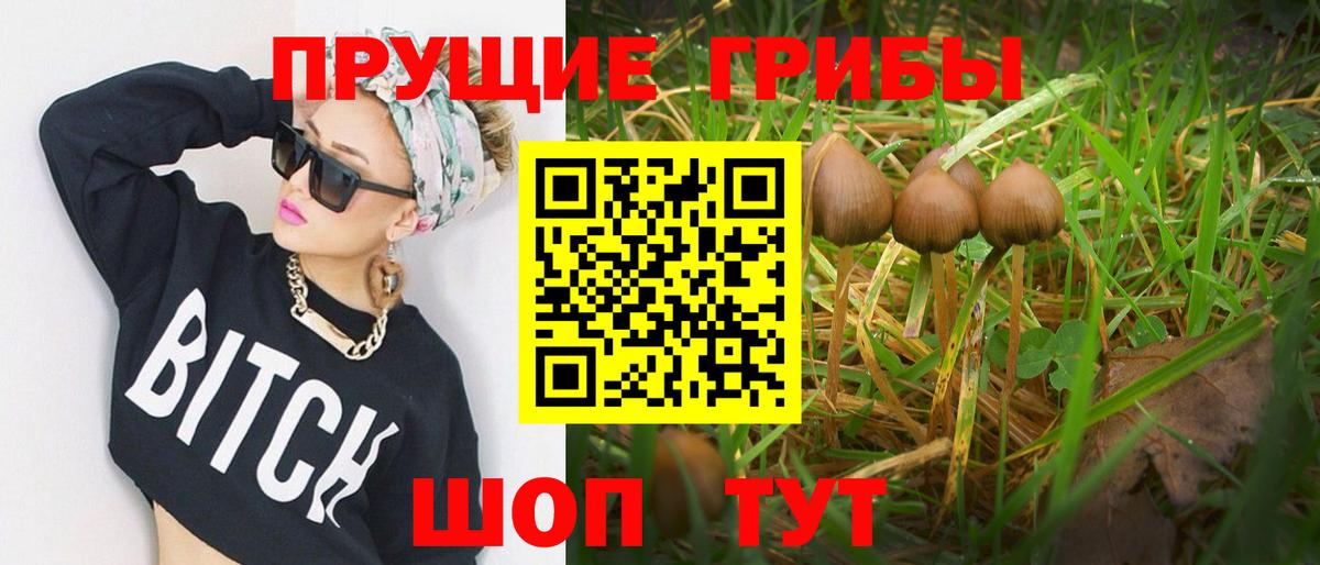 Псилоцибиновые грибы Psilocybe Одинцово